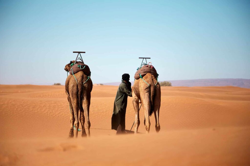 
                Camels in desert		